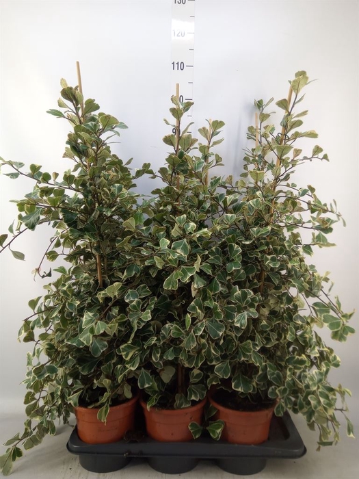 <h4>Ficus triangularis 'Sweetheart'</h4>