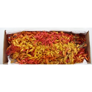 PF RUSCUS LEAFS AUTUMN BS 100GR