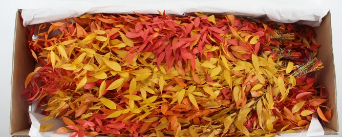 <h4>PF RUSCUS LEAFS AUTUMN BS 100GR</h4>