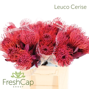 Leuco (klbh) Cerise