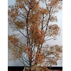 ROSA MAG GOLD 180CM