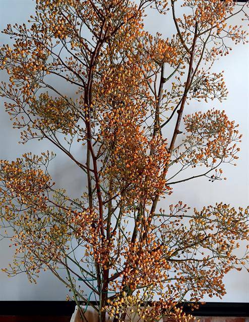 ROSA MAG GOLD 180CM