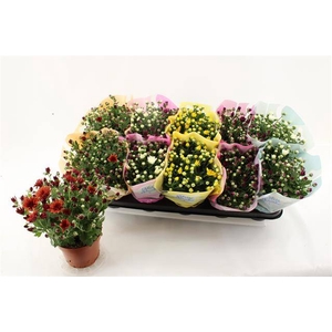 Chrysanthemum Indicum Milkshake mix 12Ø 23cm 3pp