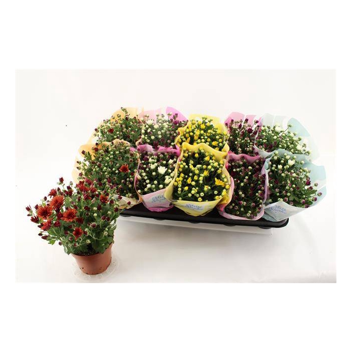 <h4>Chrysanthemum Indicum Milkshake mix 12Ø 23cm 3pp</h4>