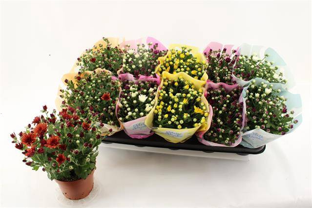 Chrysanthemum Indicum Milkshake mix 12Ø 23cm 3pp