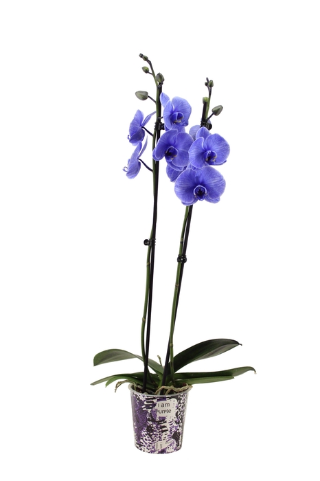 <h4>Potcover I Am Purple Phal I Am Purple 2T14+</h4>