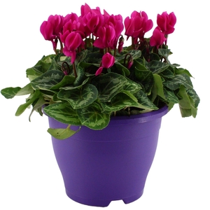 Cyclamen paars in 19 cm terras pot ton sur ton