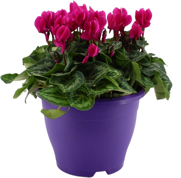 <h4>Cyclamen paars in 19 cm terras pot ton sur ton</h4>