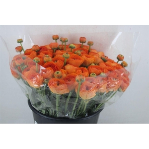 Ran Cloni Ex Lambada