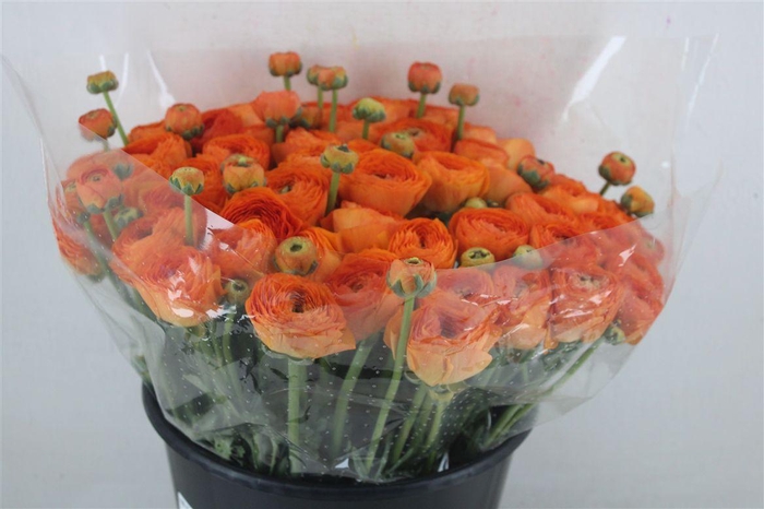 <h4>Ran Cloni Ex Lambada</h4>