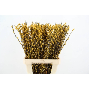 Salix Snowflake 70cm Yellow