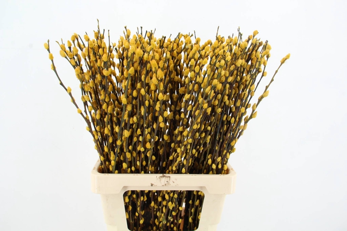 <h4>Salix Snowflake 70cm Yellow</h4>