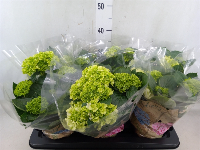 <h4>Hydrangea mac. 'Schneeball'</h4>