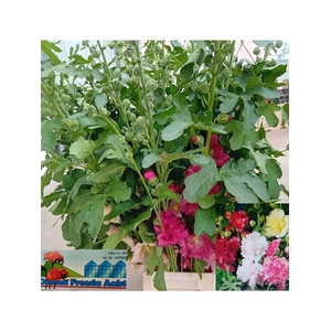 Alcea Mix