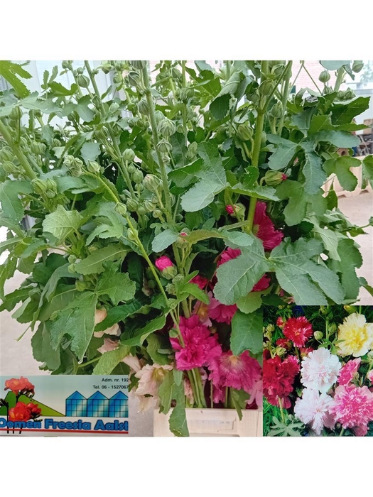 <h4>Alcea Mix</h4>