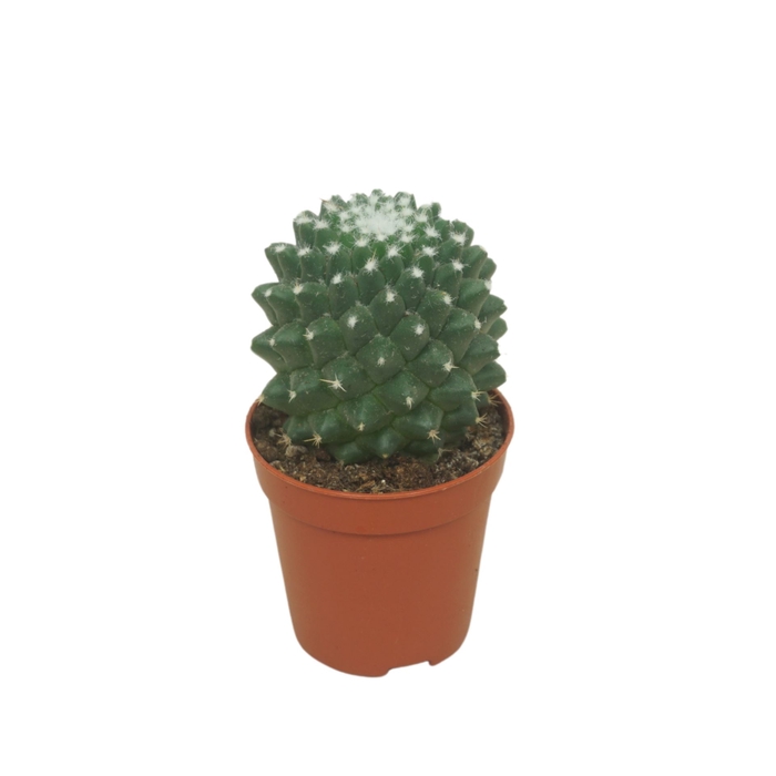<h4>Mammillaria polythele 'Toluca'</h4>