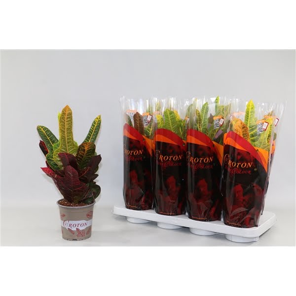 <h4>Croton Excellent in design hoes"Sunshiners®"</h4>