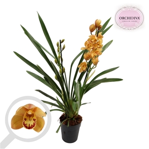 Cymbidium oranje 3 tak