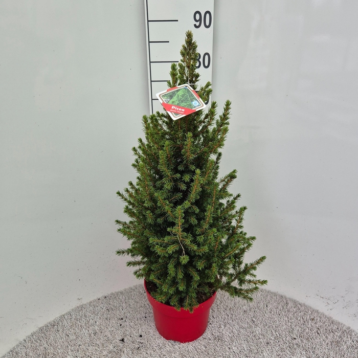 <h4>PICEA GL CONICA</h4>