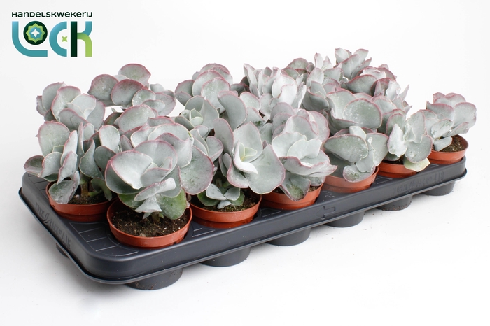 <h4>Cotyledon Undulata</h4>
