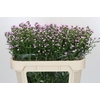 Aster Baby Pink Pearl