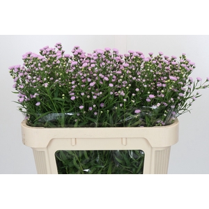 Aster Baby Pink Pearl