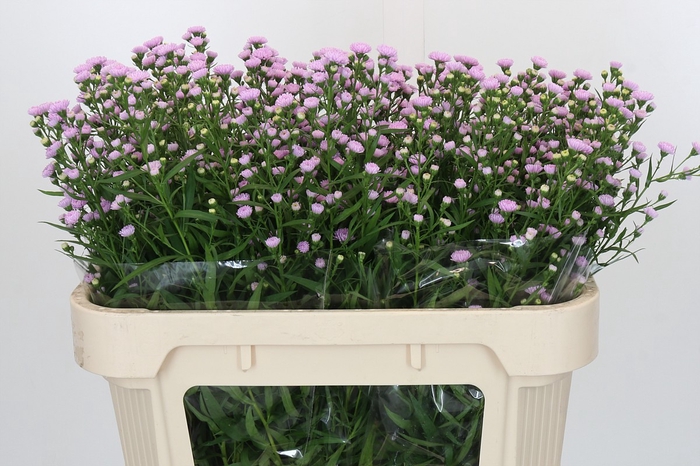 Aster Baby Pink Pearl