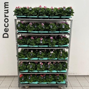 Pelargonium Grandiflorum P13 Mix cc - DECORUM