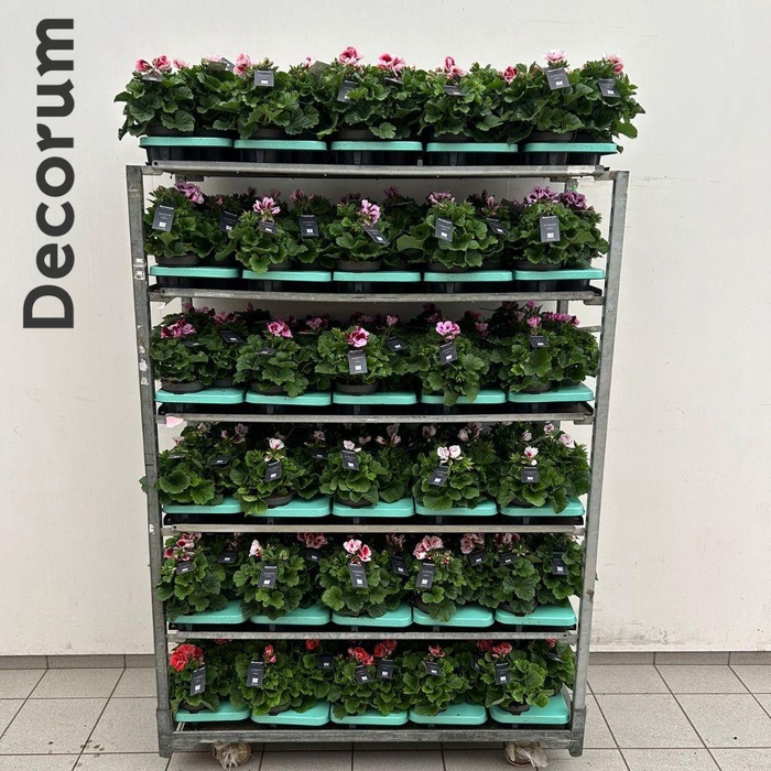 <h4>Pelargonium Grandiflorum P13 Mix cc - DECORUM</h4>