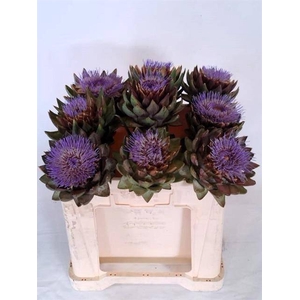 Cynara Sc Green Glob