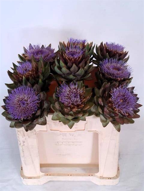 <h4>Cynara Sc Green Glob</h4>
