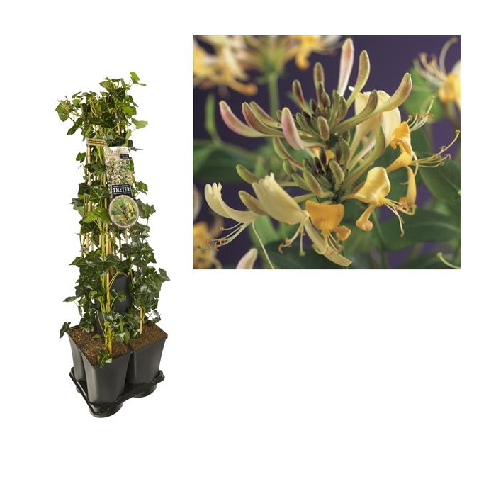 <h4>1 m. privacy mix Hedera + Lonicera 'periclymenum' +label</h4>