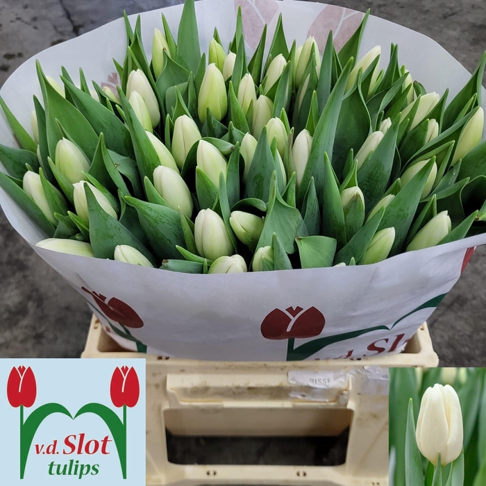 <h4>TU EN ICE RIF</h4>