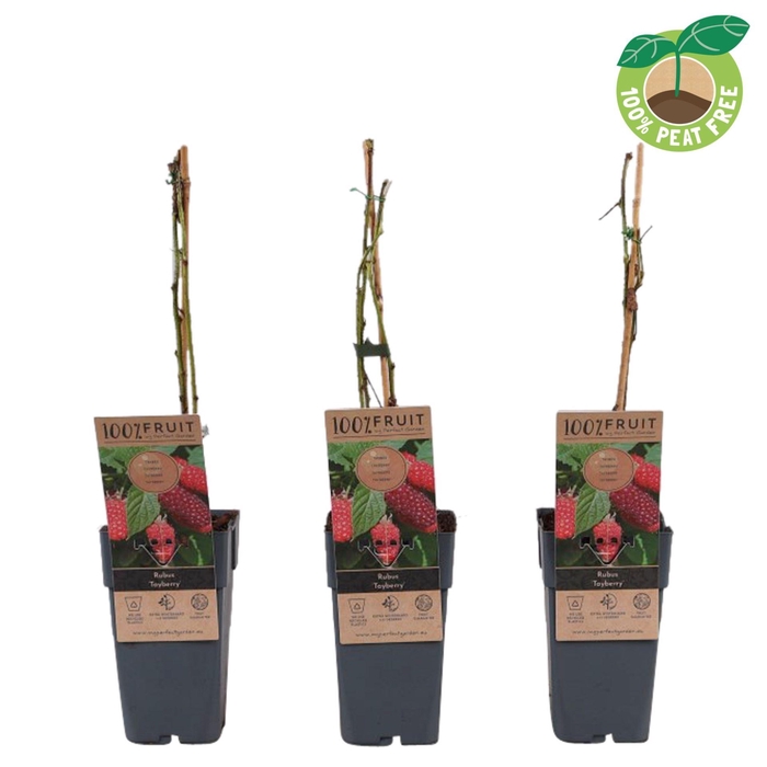 <h4>Rubus Tayberry</h4>