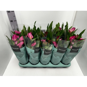 Zantedeschia Zazu 12Ø 35cm 5fl