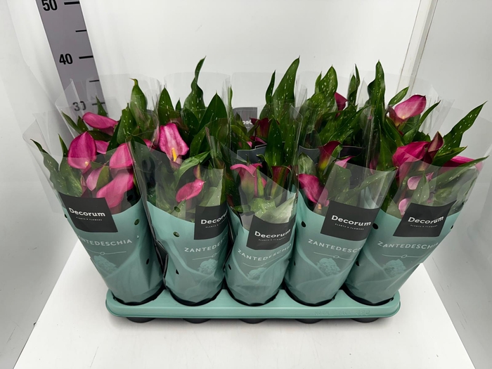 Zantedeschia Zazu 12Ø 35cm 5fl