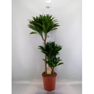 Dracaena frag. 'Compacta'