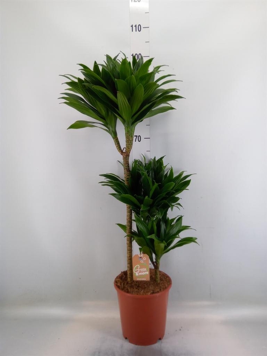 <h4>Dracaena frag. 'Compacta'</h4>