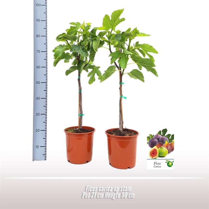 <h4>Ficus ...</h4>