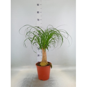 Beaucarnea recurvata