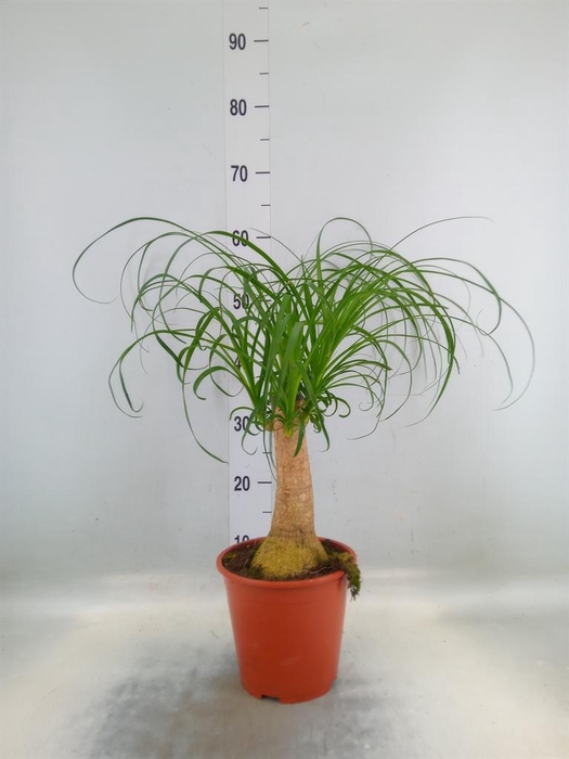 <h4>Beaucarnea recurvata</h4>