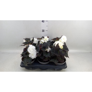 Begonia