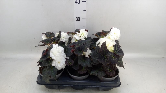 <h4>Begonia</h4>