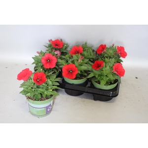 Petunia Red