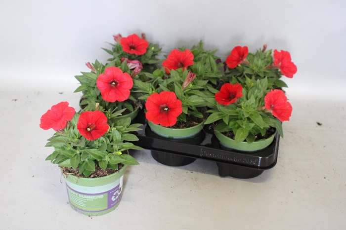 <h4>Petunia Red</h4>