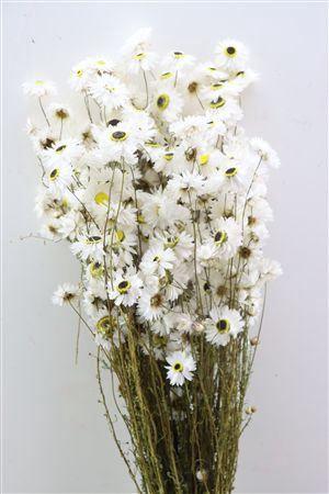 <h4>Dried Acroclinium Nat White Bunch</h4>
