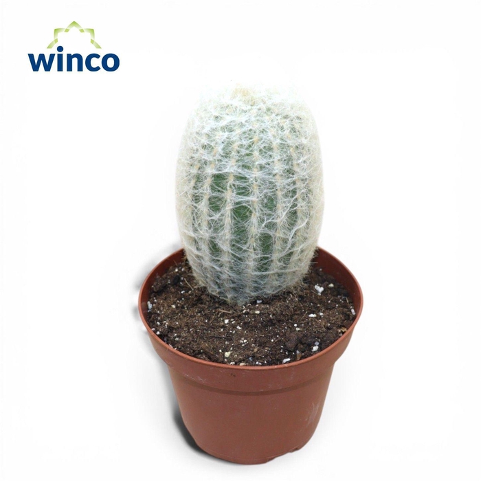 <h4>Espostoa Lanata (Single)</h4>
