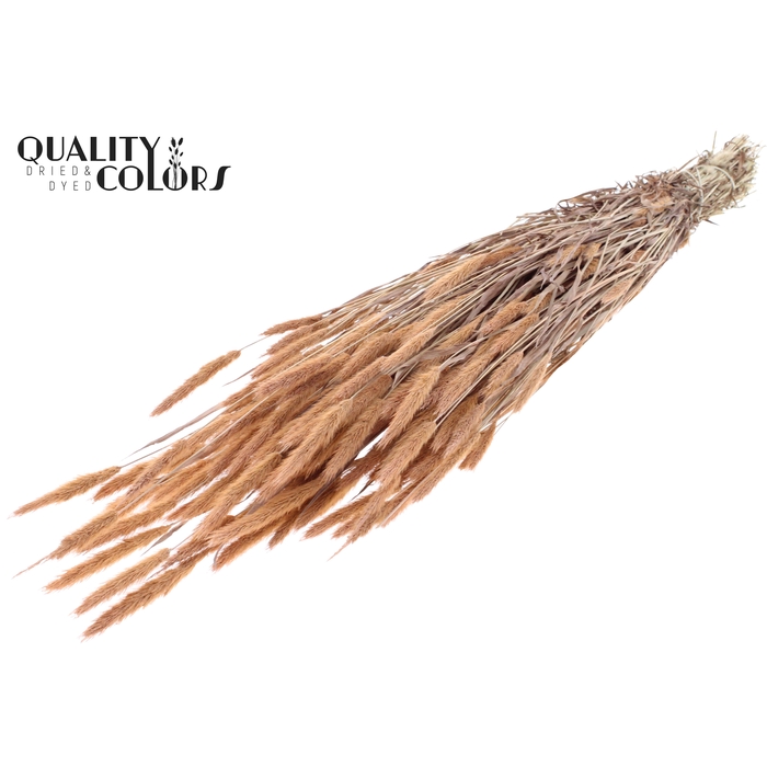 <h4>Polypogon per bunch Frosted Salmon</h4>