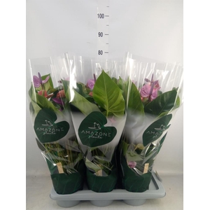 Anthurium andr. 'Cavalli'