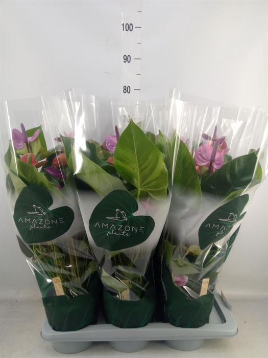 <h4>Anthurium andr. 'Cavalli'</h4>